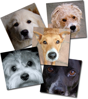 help4shelterdogs